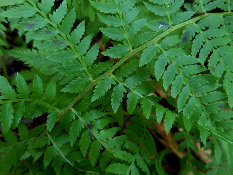 Изображение особи Athyrium yokoscense.