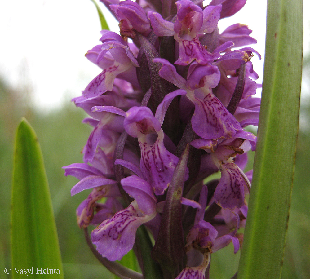 Изображение особи Dactylorhiza incarnata.