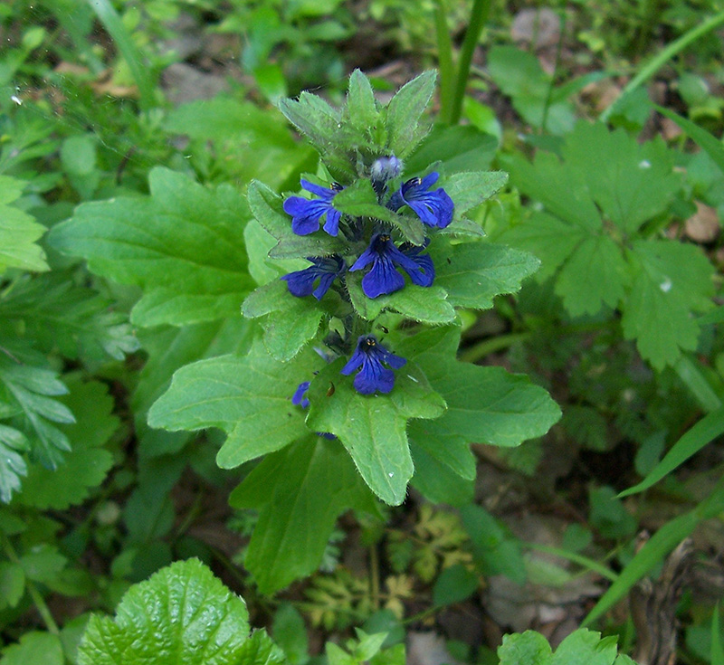 Image of Ajuga genevensis specimen.