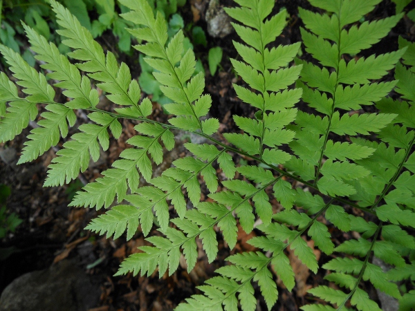 Image of Dryopteris goeringiana specimen.