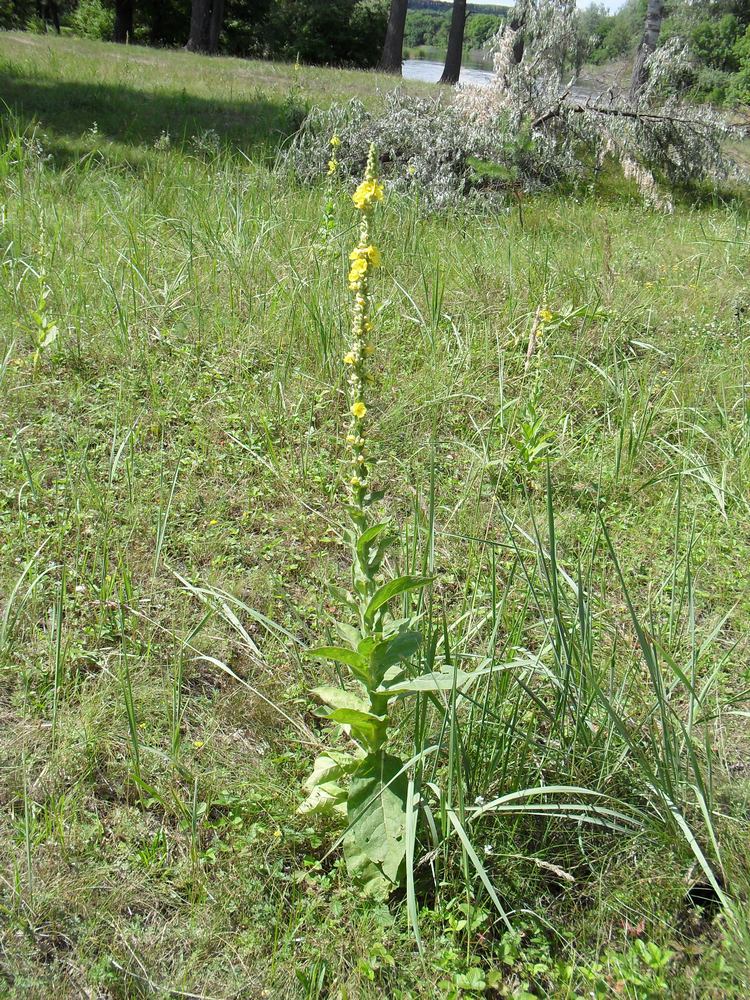 Image of Verbascum densiflorum specimen.