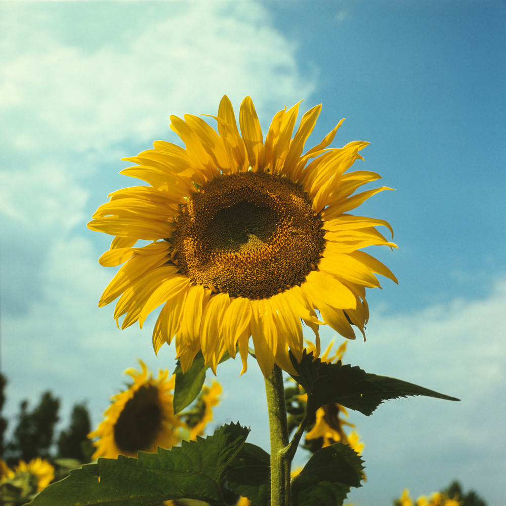 Изображение особи Helianthus annuus.