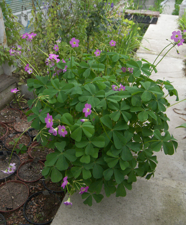 Image of Oxalis tetraphylla specimen.