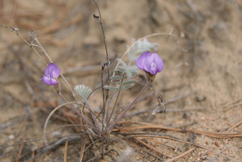 Image of Gueldenstaedtia verna specimen.