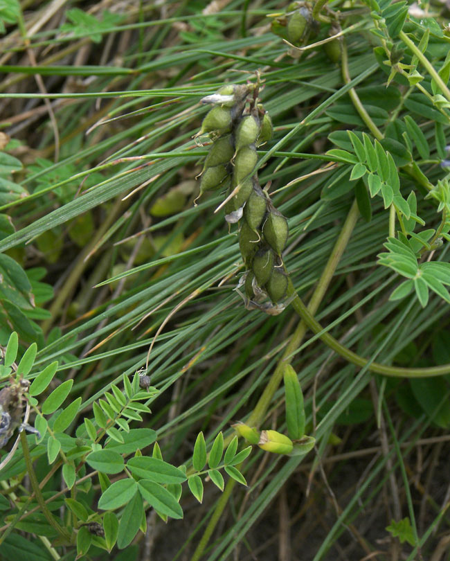 Изображение особи Astragalus brachytropis.