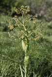 Ferula karatavica