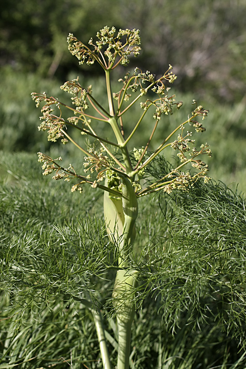 Изображение особи Ferula karatavica.