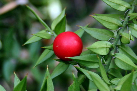 Image of Ruscus aculeatus specimen.