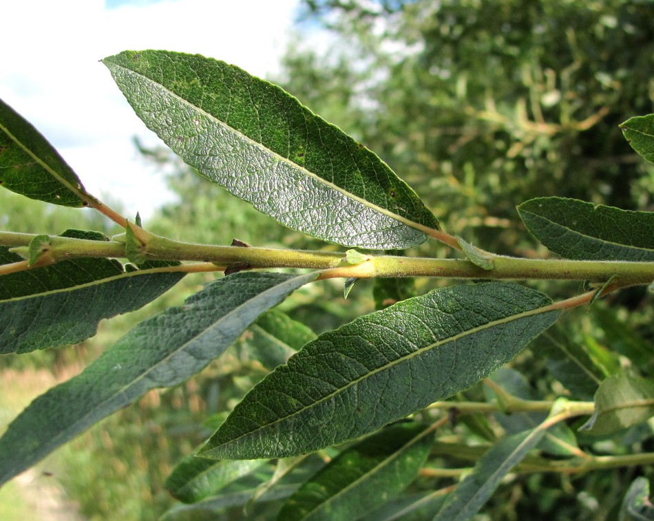 Image of genus Salix specimen.