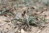 Plantago monosperma подвид discolor. Плодоносящее растение на выбитом участке почвы. Испания, Страна Басков, Алаба, окр. сельского поселения Гопеги, можжевелово-дубовое редколесье. 08.06.2012.