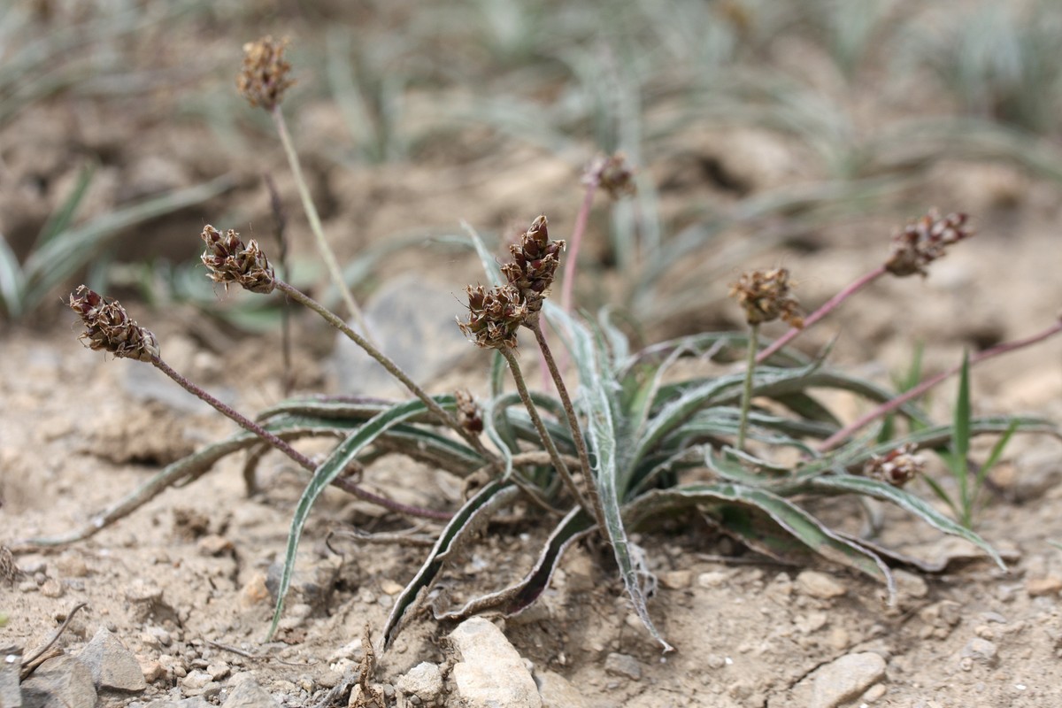 Изображение особи Plantago monosperma ssp. discolor.