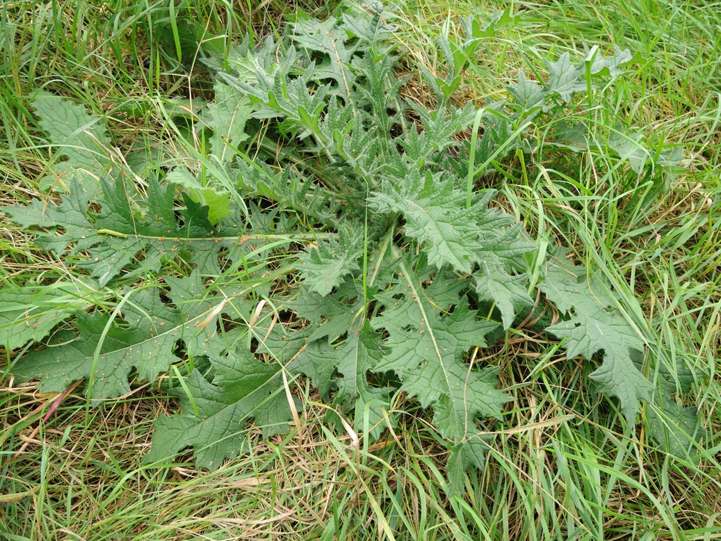 Изображение особи Cirsium vulgare.