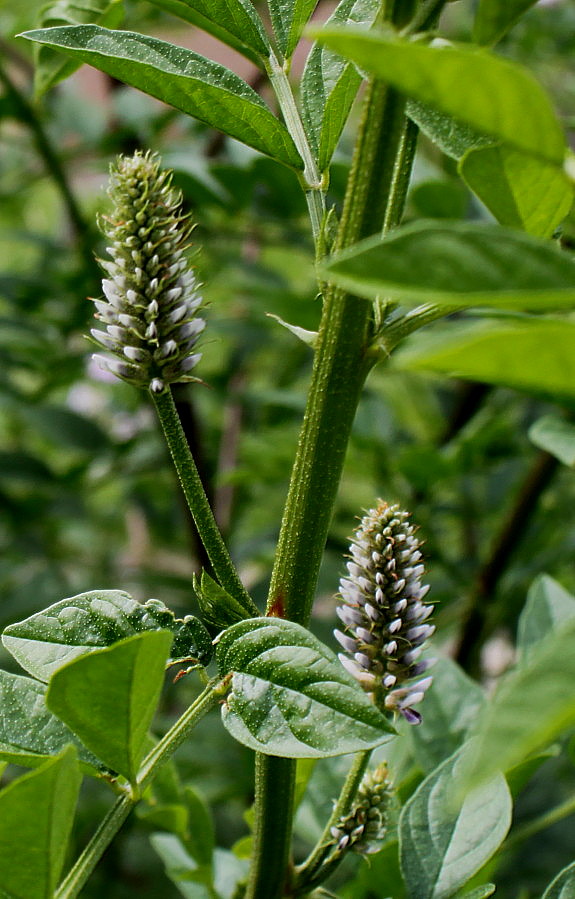 Изображение особи Glycyrrhiza echinata.