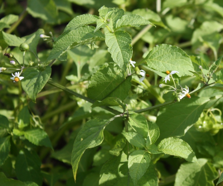 Изображение особи Solanum nigrum.