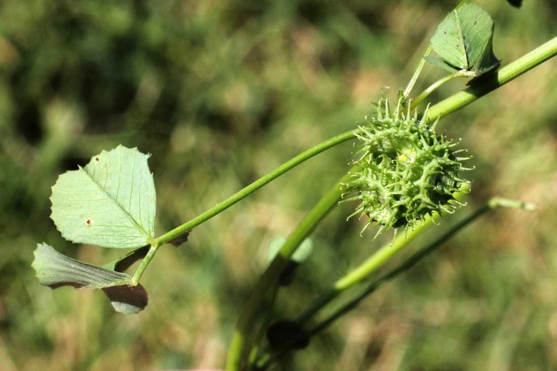 Image of Medicago denticulata specimen.