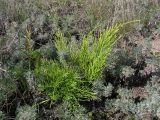 Equisetum arvense. Растение на берегу ручья в ассоциации с полынью австрийской (Artemisia austriaca Jacq.). Саратовская обл., Татищевский р-н. 22 сентября 2011 г.
