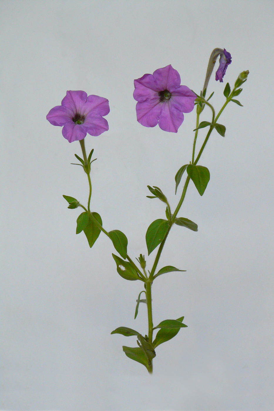 Изображение особи Petunia × atkinsiana.