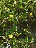Ranunculus repens