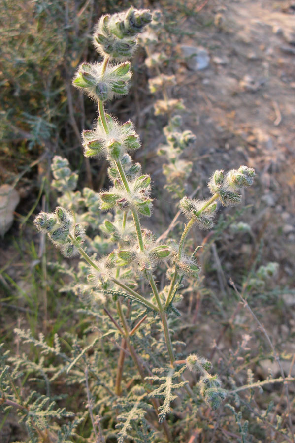 Изображение особи Salvia lanigera.