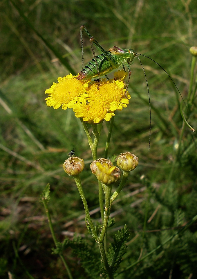 Изображение особи Tanacetum millefolium.