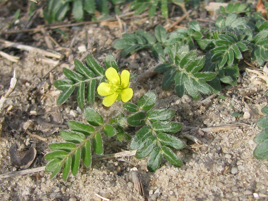 Изображение особи Tribulus terrestris.