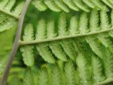 genus Athyrium. Обратная сторона вайи с сорусами. Владивосток, Ботанический сад-институт ДВО РАН. 13 июня 2012 г.