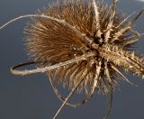 Dipsacus fullonum. Соплодие (вид снизу). Германия, г. Кемпен, у дороги. 06.02.2013.