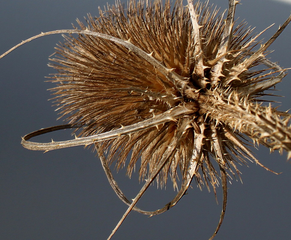 Изображение особи Dipsacus fullonum.