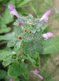 Lamium amplexicaule. Верхушка цветущего растения, покрытого каплями росы. Израиль, Северный Негев, лес Лаав. 19.02.2013.