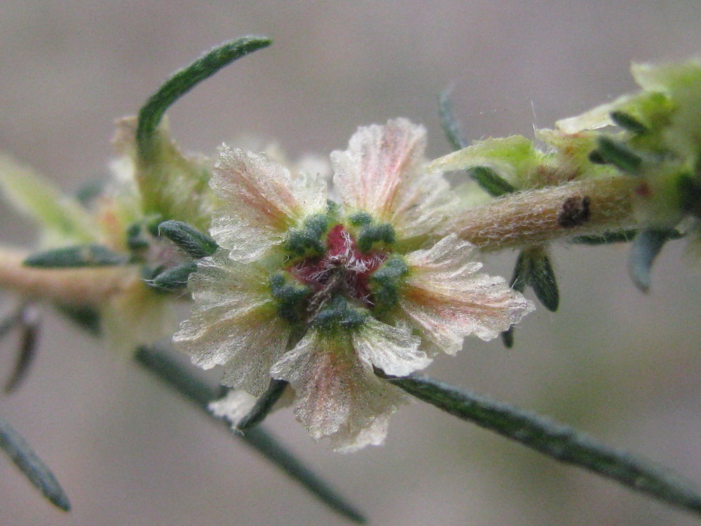 Image of Bassia laniflora specimen.