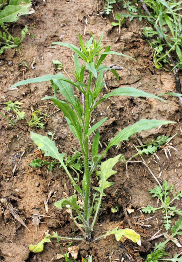 Image of Litwinowia tenuissima specimen.