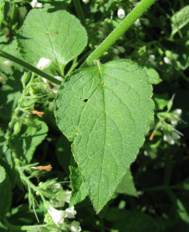 Image of Symphytum tauricum specimen.