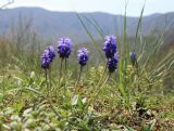 Muscari