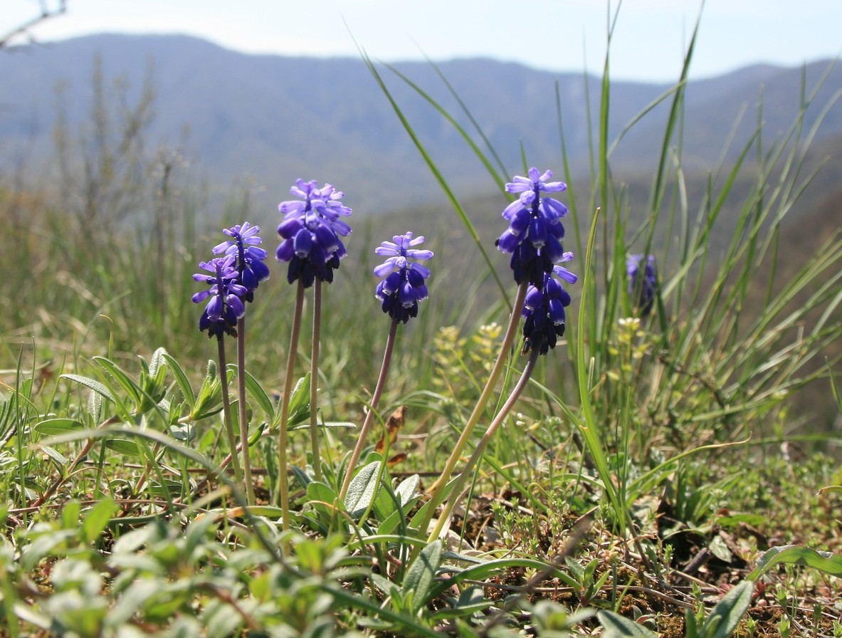 Image of genus Muscari specimen.