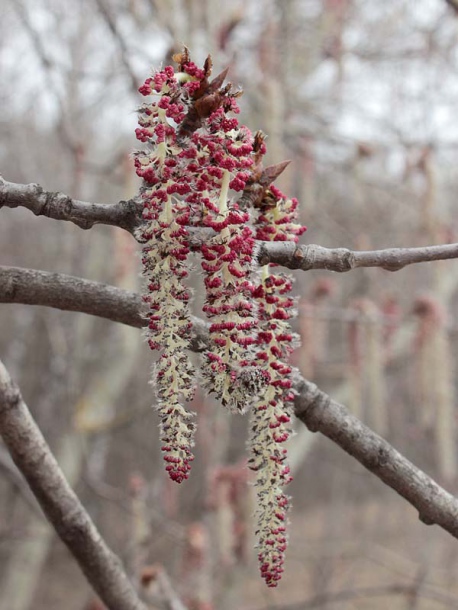 Изображение особи Populus tremula.