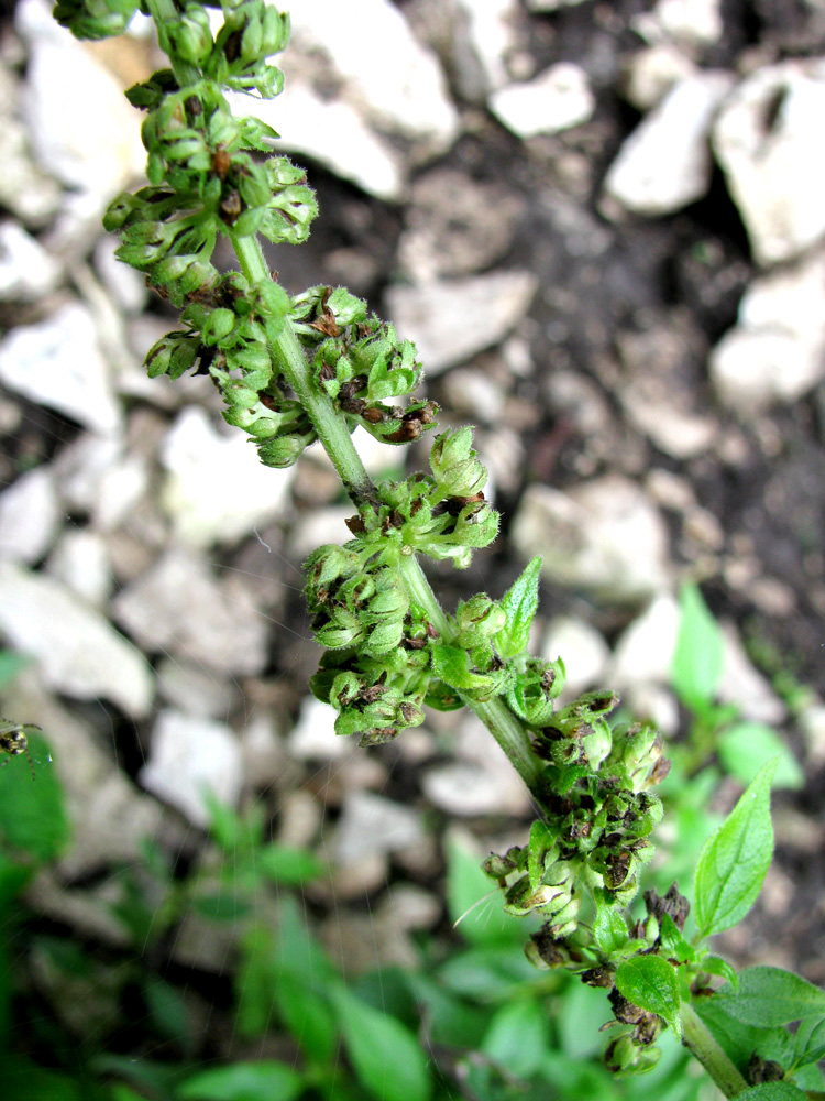 Image of Parietaria officinalis specimen.