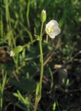 Holosteum glutinosum subspecies liniflorum. Верхушка отцветающего растения. Крым, Белогорский р-н, окр. с. Зуя, заброшенное поле. 4 мая 2013 г.