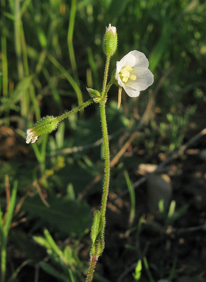 Image of Holosteum glutinosum ssp. liniflorum specimen.