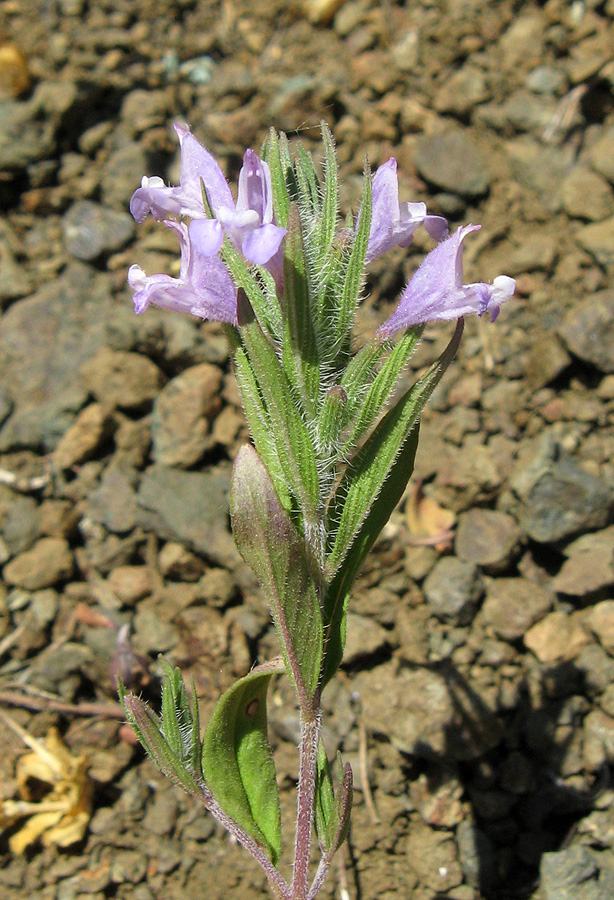 Image of Ziziphora taurica specimen.