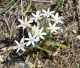 Ornithogalum montanum