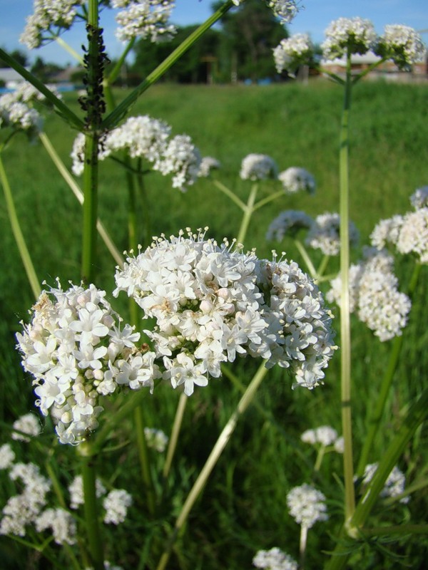 Изображение особи Valeriana wolgensis.