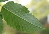Sorbaria kirilowii
