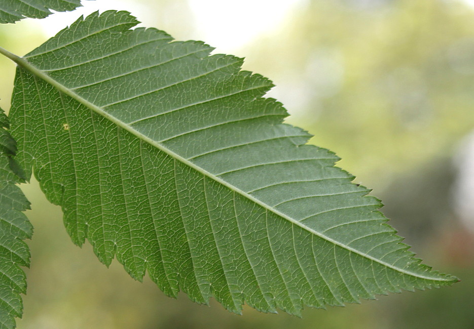 Image of Sorbaria kirilowii specimen.