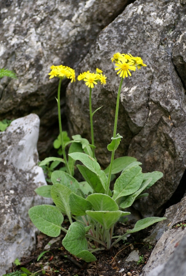 Image of Tephroseris subscaposa specimen.