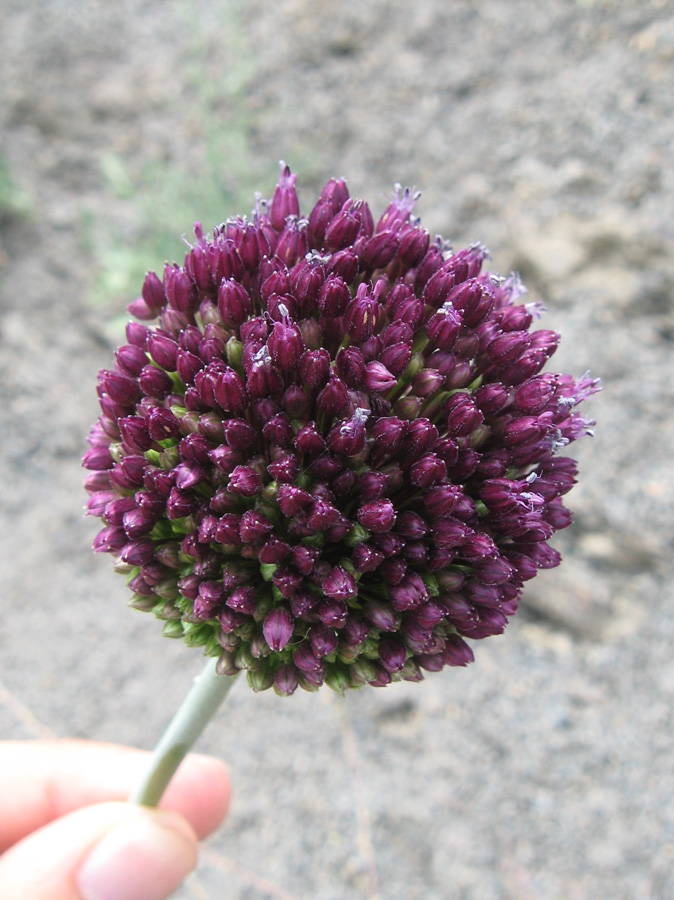 Image of Allium atroviolaceum specimen.