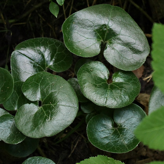 Изображение особи Asarum europaeum.