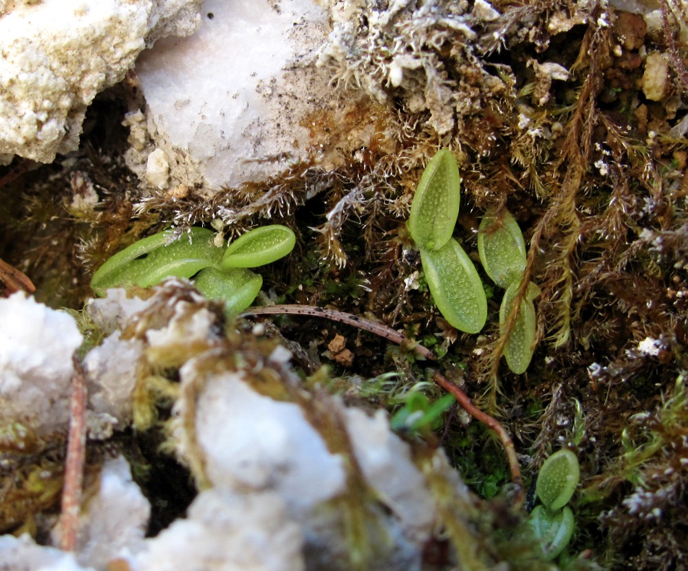 Изображение особи Pinguicula alpina.