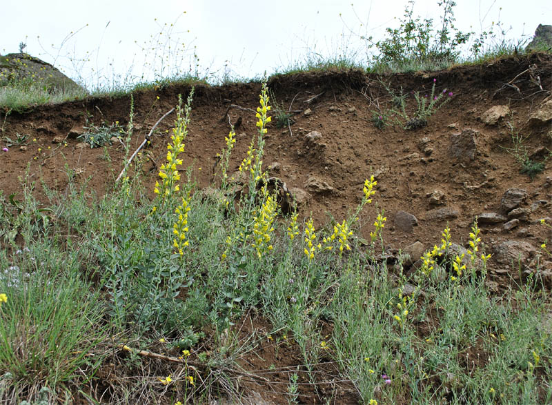 Изображение особи Linaria grandiflora.