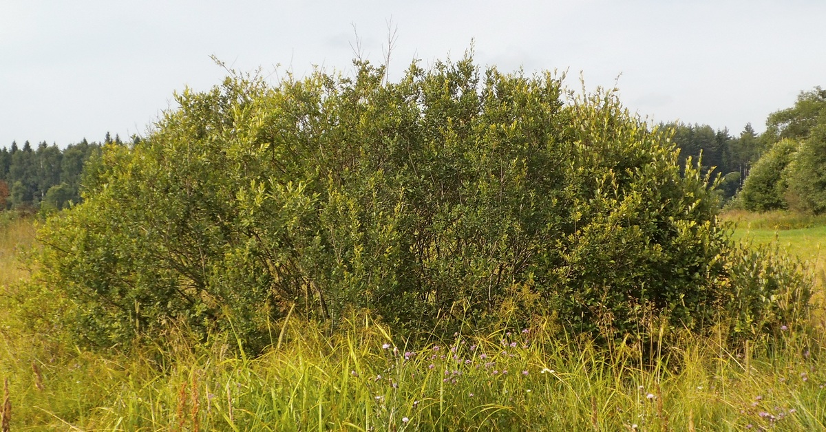 Image of Salix aurita specimen.