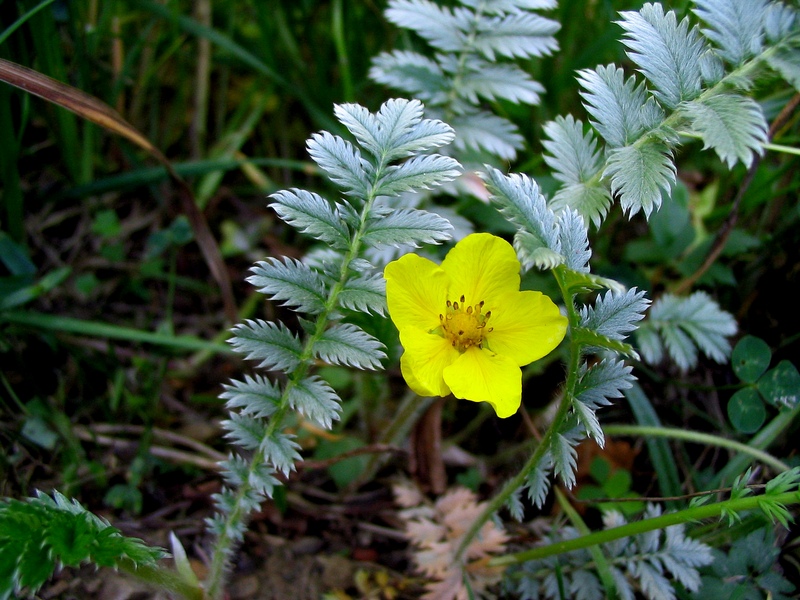 Image of Potentilla anserina specimen.